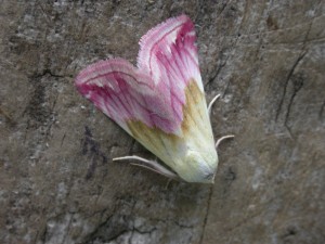 Beautiful-Marbled-26_8_15-JKnowler