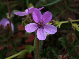 FLORA SIGHTINGS