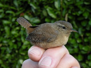 Wren