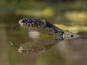 Grass snake