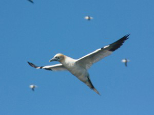 gannet