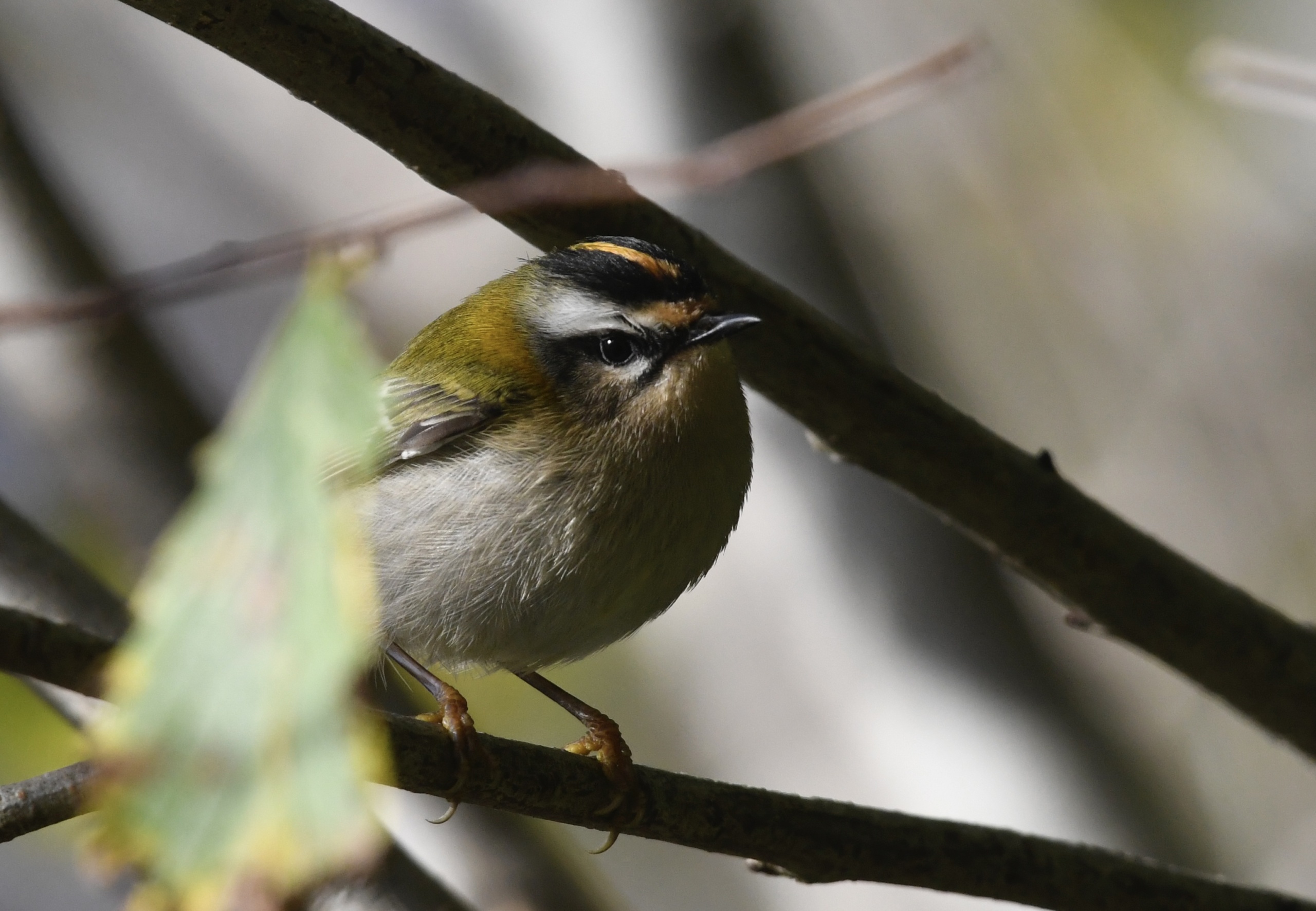 Firecrest by G.Lee