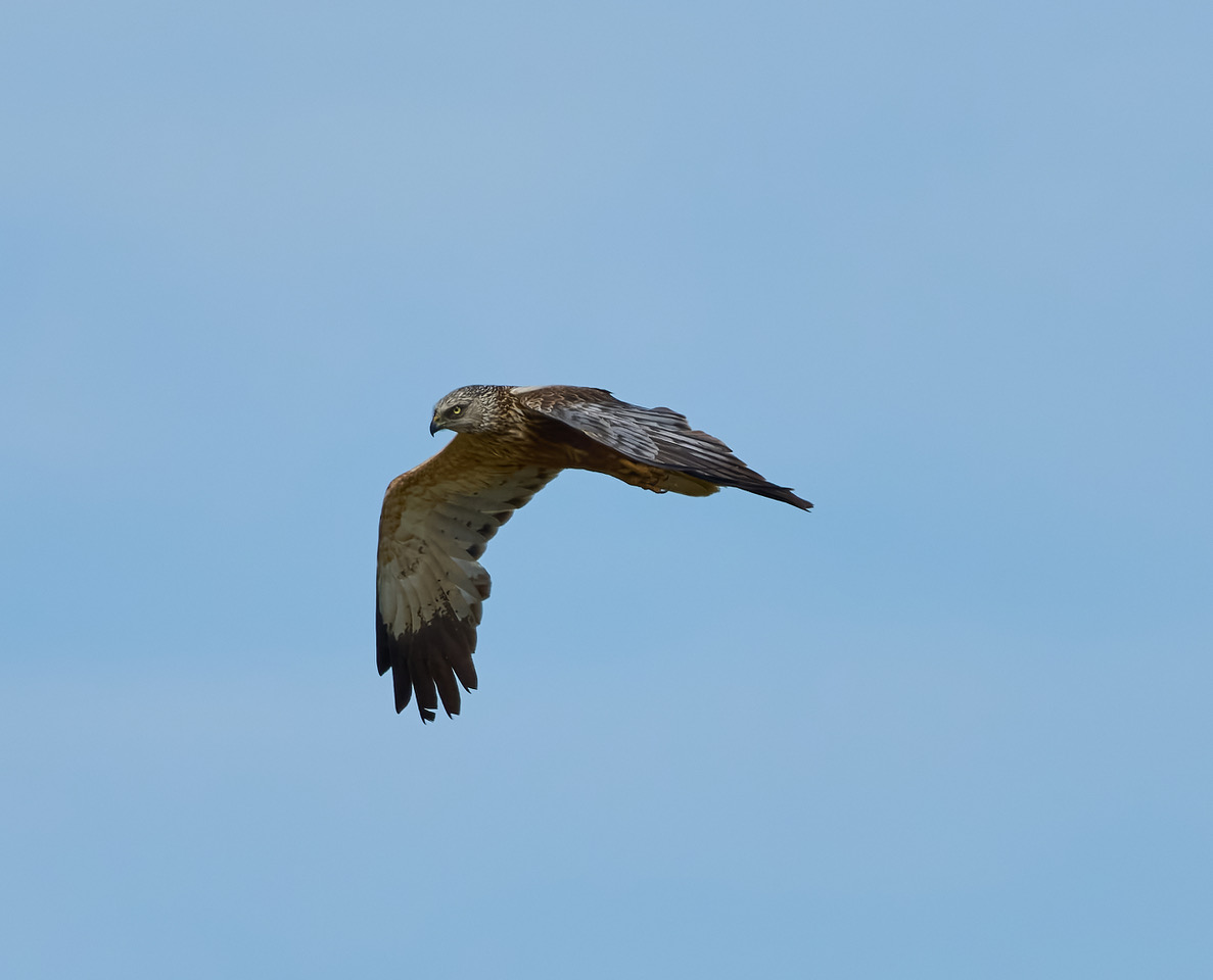 Marsh Harrier- J. Lang