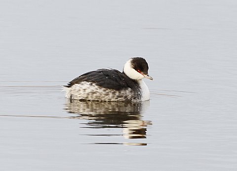 Slavonian Grebe by Mike Vurley