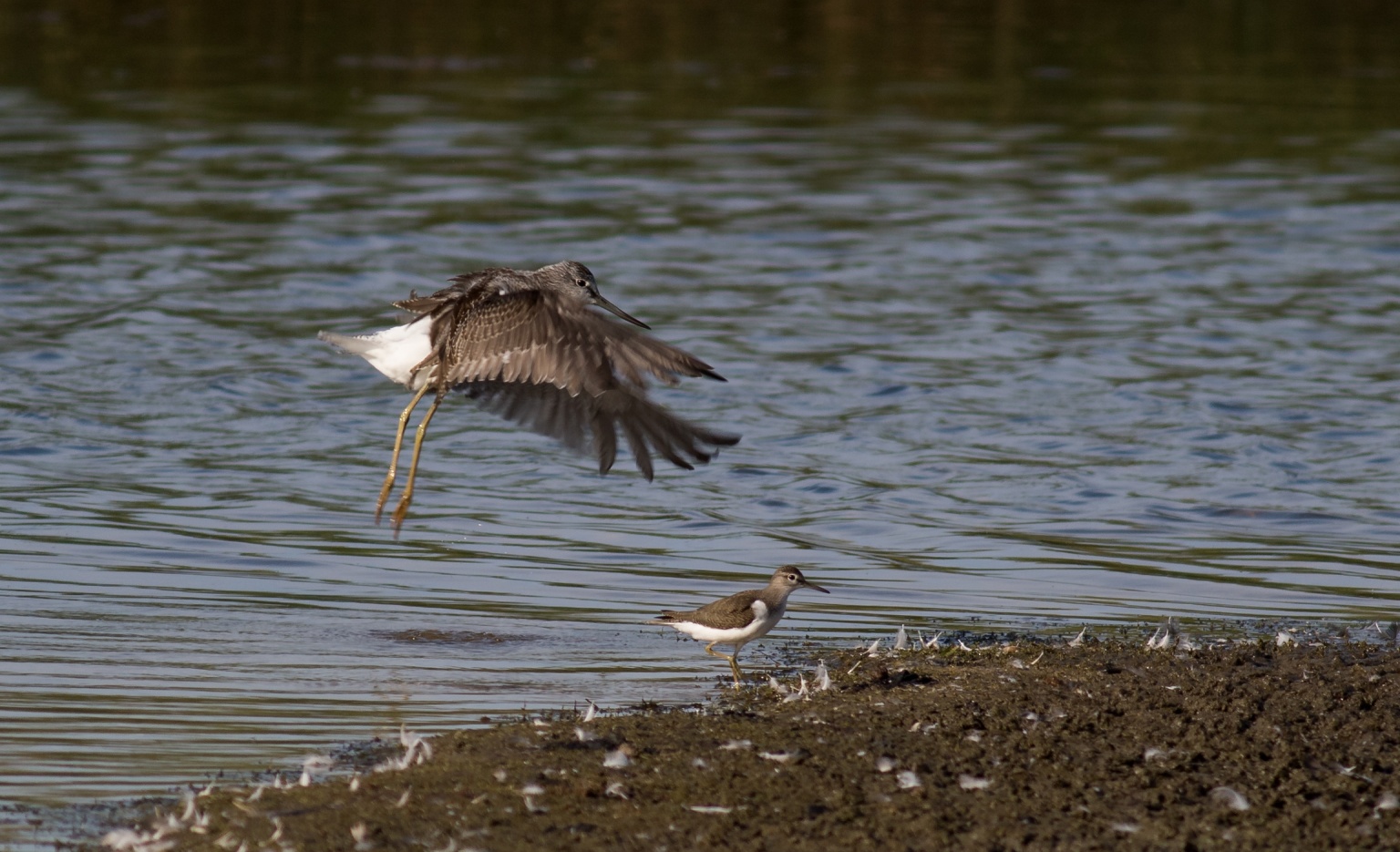 Sandwich Bay Bird Observatory Trust