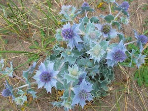 Sea Holly