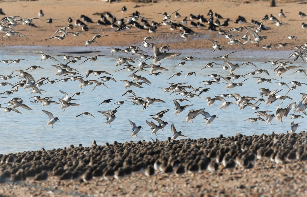 Mid Week Walks - Sandwich Bay Bird Observatory Trust
