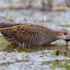 Birds: October