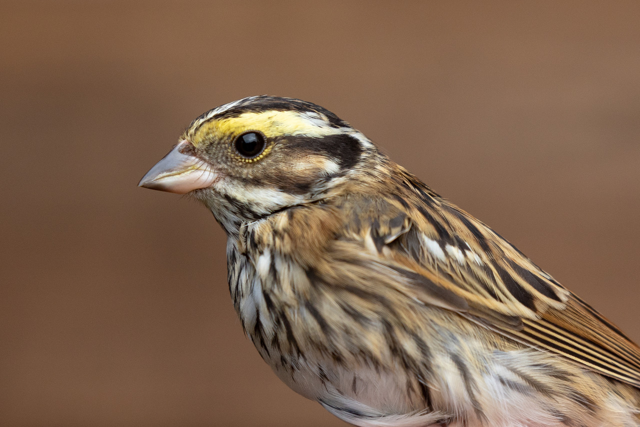 Sightings:Birds 2022 Archives - Sandwich Bay Bird Observatory Trust